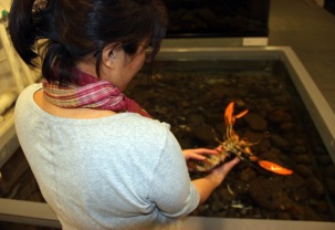 Examining a lobster
