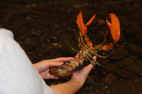 Examining a lobster