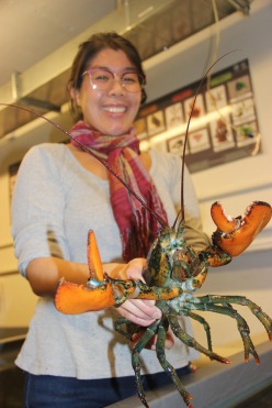 Holding an adult lobster